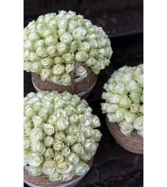 White roses with a green tint. An arrangement by Mary Flowers Decor.