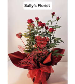 Sally's Valentine Spray Roses Plant. An arrangement by Prime Florist.