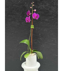Ellegant Purple Orchid. An arrangement by Bill's Flowers Arrangements.