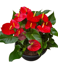 Bold and Beautiful Anthurium Bowl. An arrangement by Loyalist Flowers. Bold and Beautiful Anthurium Bowl. An arrangement by Loyalist Flowers.