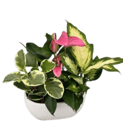 Large Dotted Oval Tropical Planter. An arrangement by Flowers Plus.
