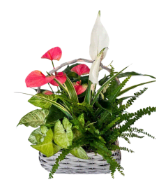 Wicker Basket Planter. An arrangement by Flowers Plus. Wicker Basket Planter. An arrangement by Flowers Plus.