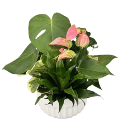 Tropical Oasis Planter. An arrangement by The Garden Gate Gifts and Florals.
