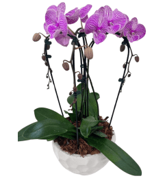 Cascading Orchid Planter. An arrangement by Shalimar Flower Shop.