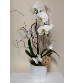 Tranquil Orchid Haven. An arrangement by Dream Decorations Florist.