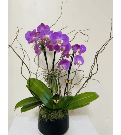 Majestic Purple Bliss. An arrangement by Dream Decorations Florist.