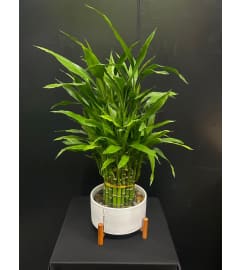 Marivel's Serene Bamboo. An arrangement by Marivel's Florist and Gifts.