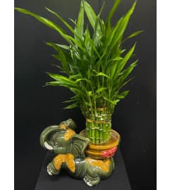 Marivel's Bamboo Tranquility. An arrangement by Marivel's Florist and Gifts.