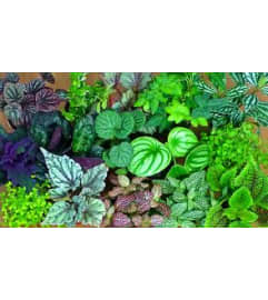 designer choice green plant. An arrangement by Stephenville Floral.