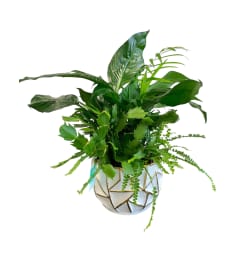 Verdant Harmony Planter. An arrangement by Marianna's Flower Island.