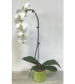 Cascading orchid. An arrangement by Floral Factory.