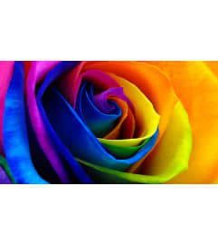 TIE-DYE ROSES. An arrangement by Dupree's Root 88 Garden Center and Florist.