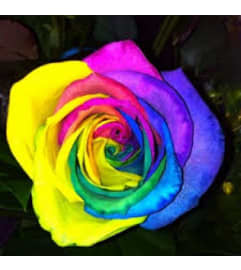 TIE-DYE ROSES. An arrangement by Dupree's Root 88 Garden Center and Florist.