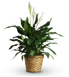 Peace Lily. An arrangement by The Flower Box Florist.