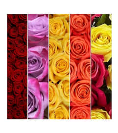 ANY -6 ROSES IN A VASE ARRANGED - REQUEST COLORS YOU PREFER IN TH. An arrangement by Flowers by Priscilla.