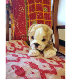 Tug The Bulldog. An arrangement by Thurston Flowers.