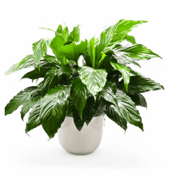Classic Peace Lily Plant. An arrangement by Appleblossoms.