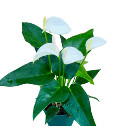 4 Anthurium White. An arrangement by Flowers Plus.