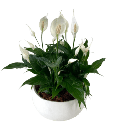 XL Peace Lily Bowl. An arrangement by Flowers Plus.