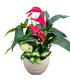 Cresta Anthurium Planter. An arrangement by Flowers Plus. Cresta Anthurium Planter. An arrangement by Flowers Plus.