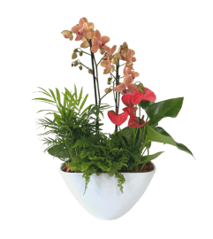 Large Eillen Orchid Planter. An arrangement by Flowers Plus.