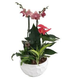 Xl Round Orchid Planter. An arrangement by Flowers Plus.