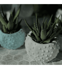 Sweet Succulents. An arrangement by Deer Valley Florist and Flower Delivery.