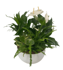 XL White Tropical Sympathy. An arrangement by Flowers Plus.