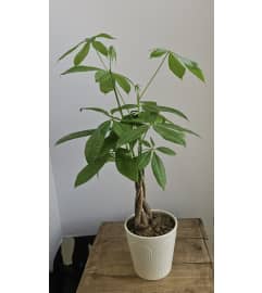 Money Tree. An arrangement by Donato's Floral.