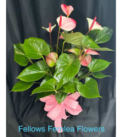 Pink Anthurium Elegance. An arrangement by Fellows Fernlea Flowers.