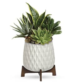 Modern Mood Succulent Garden. An arrangement by Flowers By Fiore.