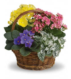 Blooming Plant Basket. An arrangement by Belak Flowers.