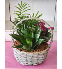 Planter in Basket. An arrangement by Avenue Florist.