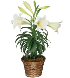 Easter Lily. An arrangement by Encore Florals, Wine and Gifts.
