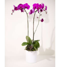 Phalaenopsis Double Purple Orchid Serenity. An arrangement by Gallery Flower Shop N Services.