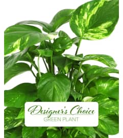 Donato's Choice Plant. An arrangement by Donato's Floral.
