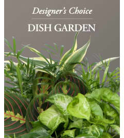 Designer's Choice Dish Garden. An arrangement by Donato's Floral.