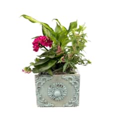 Small Wooden Drawer Planter. An arrangement by Marianna's Flower Island.