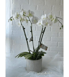 Orchid Garden in Cement Pot. An arrangement by Brooklin Floral and Garden Shoppe Inc..