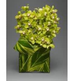 Monochromatic Green Orchid. An arrangement by Brickell Ave Florist.
