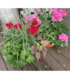 12 Patio Pot - Geranium. An arrangement by Tom Rodgers Flowers. 12 Patio Pot - Geranium. An arrangement by Tom Rodgers Flowers.