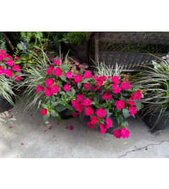 14 Patio Pot - Combination. An arrangement by Tom Rodgers Flowers. 14 Patio Pot - Combination. An arrangement by Tom Rodgers Flowers.
