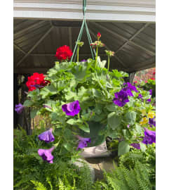 12 Hanging Geranium. An arrangement by Tom Rodgers Flowers. 12 Hanging Geranium. An arrangement by Tom Rodgers Flowers.