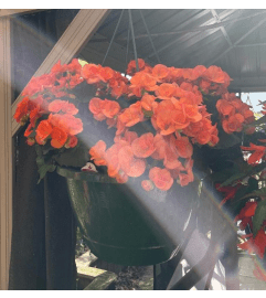 12 Hanging Begonia. An arrangement by Tom Rodgers Flowers. 12 Hanging Begonia. An arrangement by Tom Rodgers Flowers.