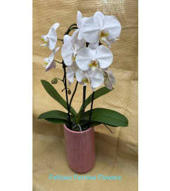 Elegant White Orchid. An arrangement by Fellows Fernlea Flowers.