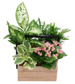 Sweet Serenity Blooms. An arrangement by Harriet's Flower and Gift Shop.