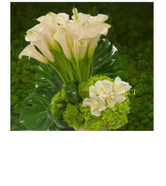 Cala With Green Glamour. An arrangement by Doral Flower District and Design.