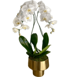 Double Stem Phalaenopsis Orchid Plant. An arrangement by The Flower Patch Florist.