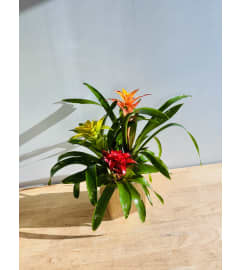 Bromeliad Trio. An arrangement by The Flower Patch Florist.