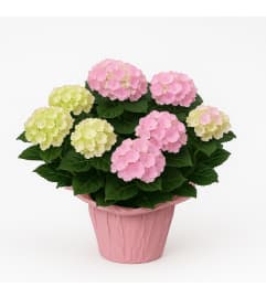 Potted pink hydrangea. An arrangement by Grower's Flower Market and Gifts. Potted pink hydrangea. An arrangement by Grower's Flower Market and Gifts.